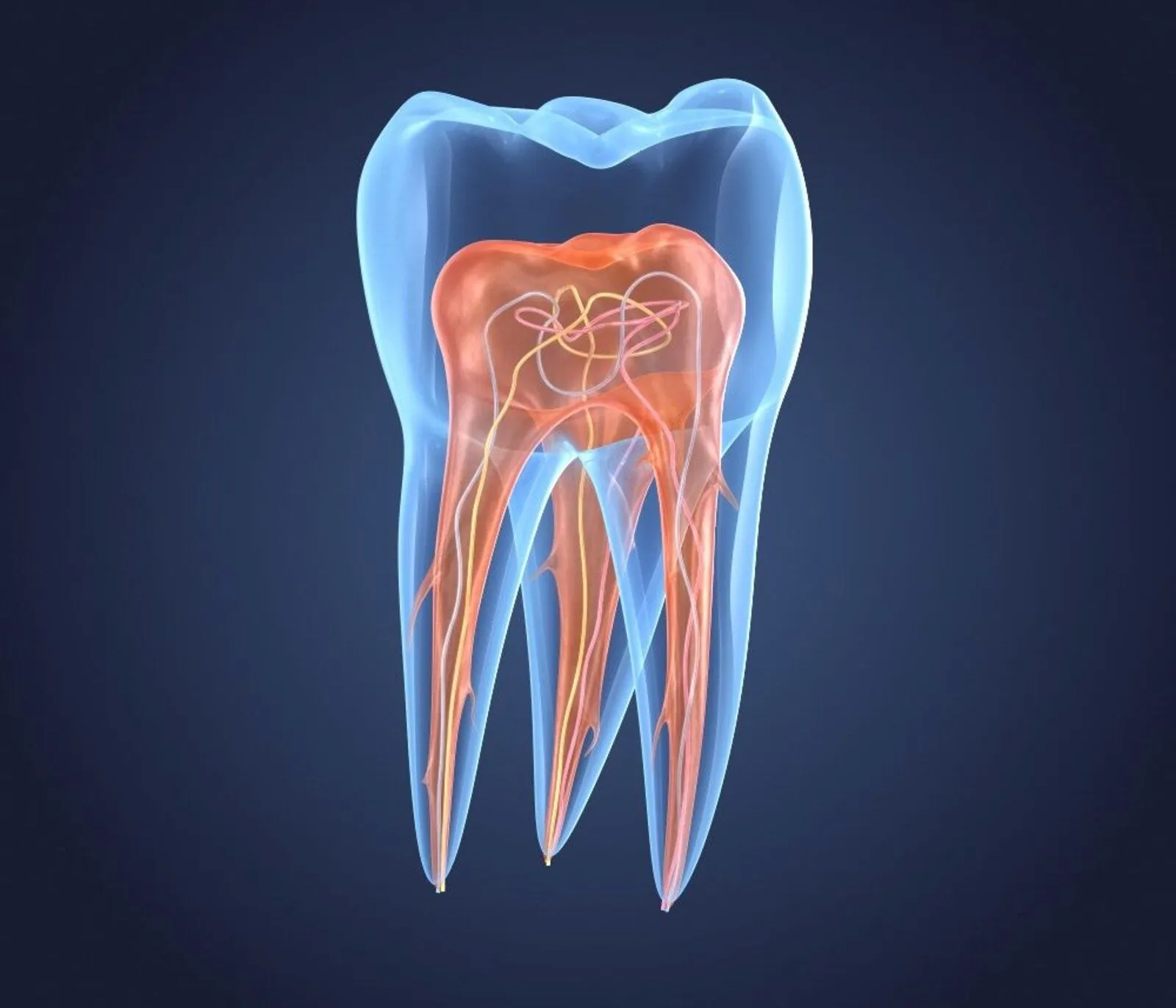 X-ray style illustration of a tooth — M Dental Care Kampala